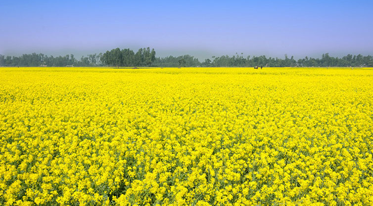 সরিষা