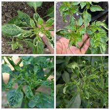 ভাইরাসজনিত রোগ মরিচ চাষে
