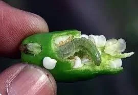 মরিচ চাষে মরিচের ফল ছিদ্রকারী পোকা সমস্যা, পরিচিতি ও প্রতিকার