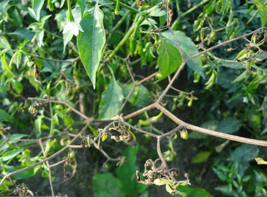 মরিচ চাষে মরিচের ব্লাইট রোগ