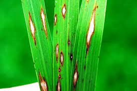 ধানের ব্লাস্ট রোগ