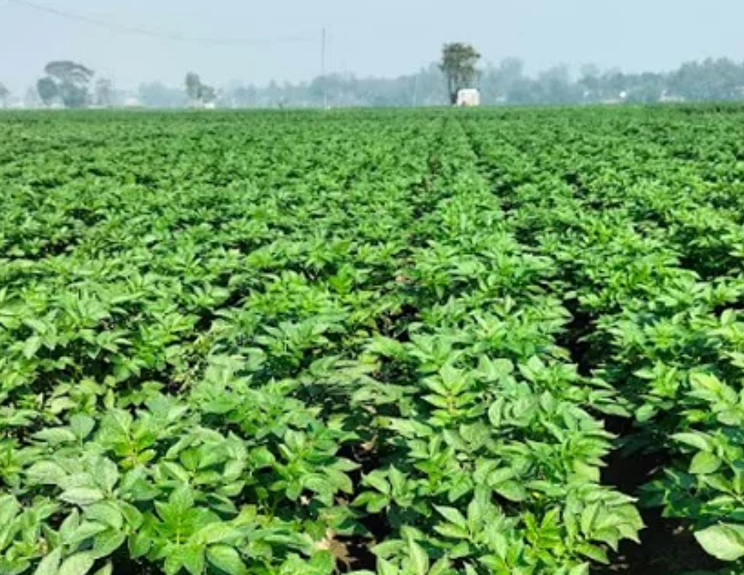 আলু