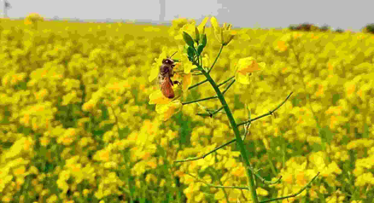 সরিষা ফসলে মাইট বা মাকড়ের আক্রমণ সময়, লক্ষণ ও দমন ব্যবস্থা