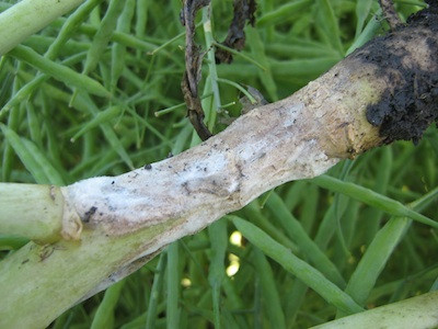 সরিষার কান্ড পচা রোগ লক্ষণ ও প্রতিকার